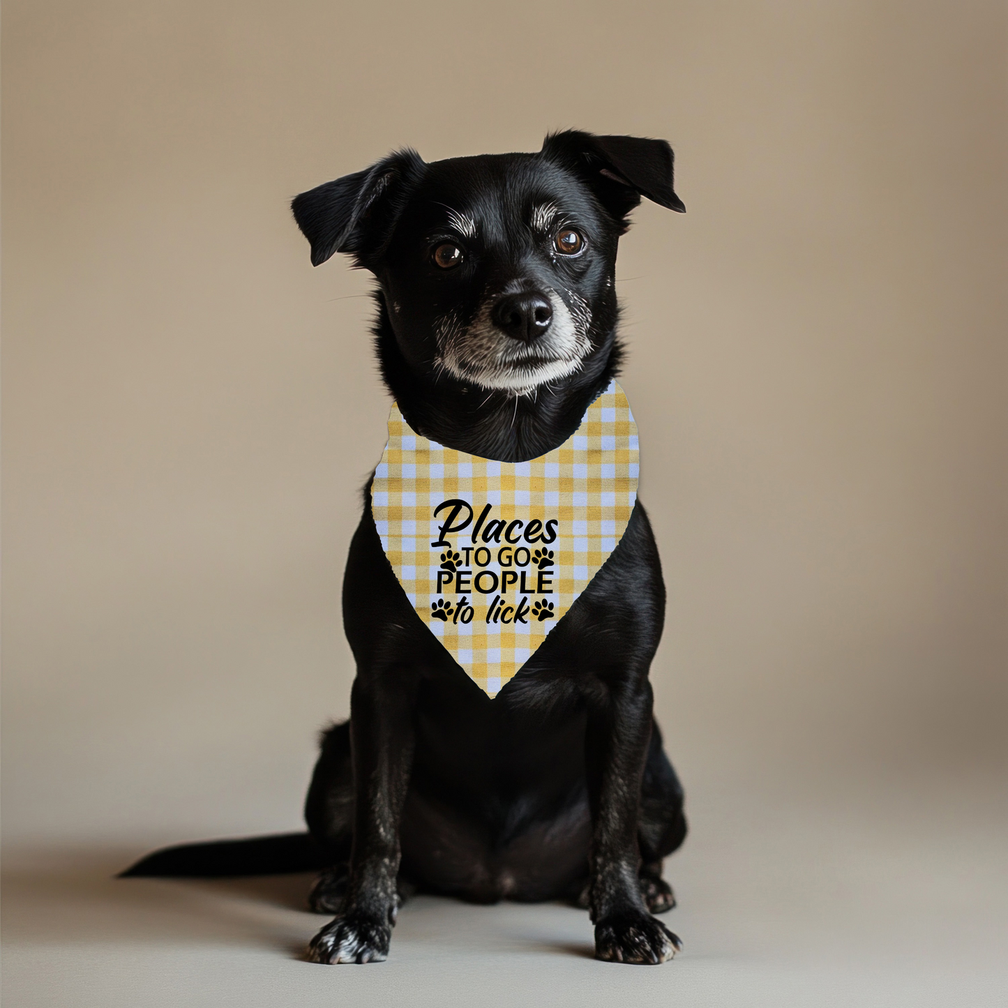 Places to Go Pet Bandana on Plaid